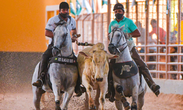 Foto: Reprodução/Câmara de Sorriso - MT