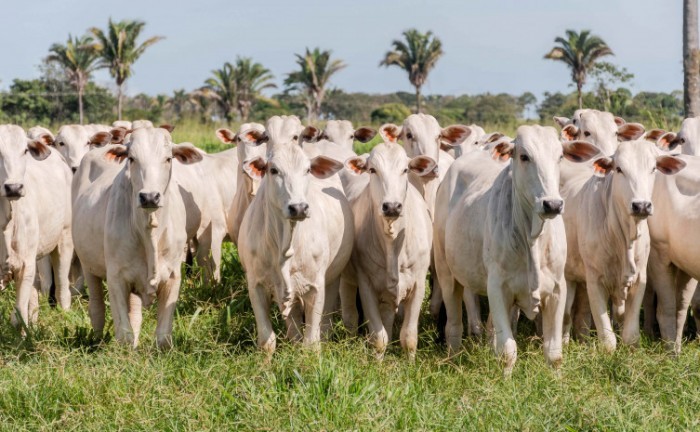 Mais de 62 mil produtores rurais deverão obrigatoriamente realizar a declaração de animais junto à Adapec - Foto: Keven Lopes/Governo do Tocantins