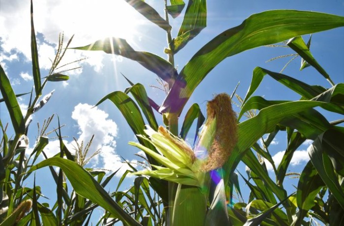 Foto: Reprodução/Secom Mato Grosso do Sul