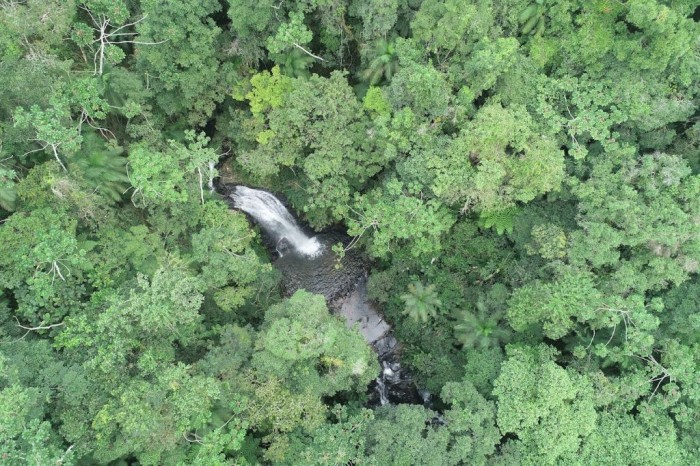 Estado de Santa Catarina reduz desmatamento da Mata Atlântica em 66%