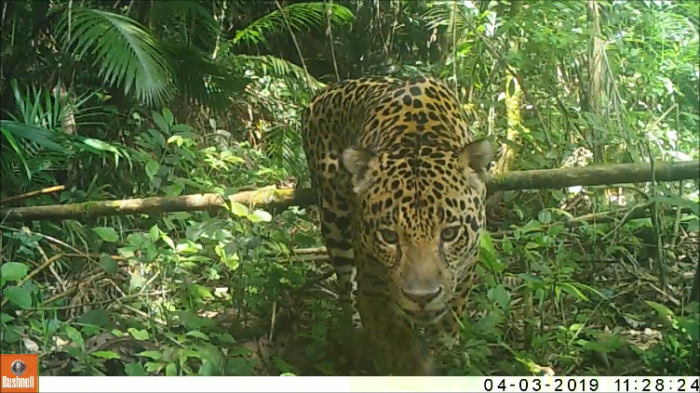 A pesquisadora reforça que São Paulo exerce um papel fundamental na conservação da espécie em risco de extinção crítico