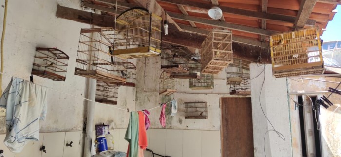 ‘Operação Freedom’ resgata mais de 70 aves silvestres em Serrinha