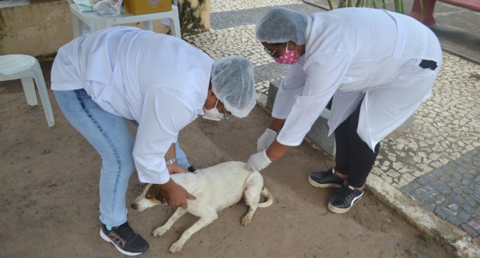 Centro de Zoonoses inicia vacinação contra a raiva nas unidades de saúde