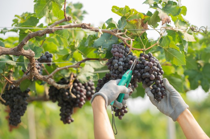 Vinícolas argentinas têm pior colheita em 30 anos