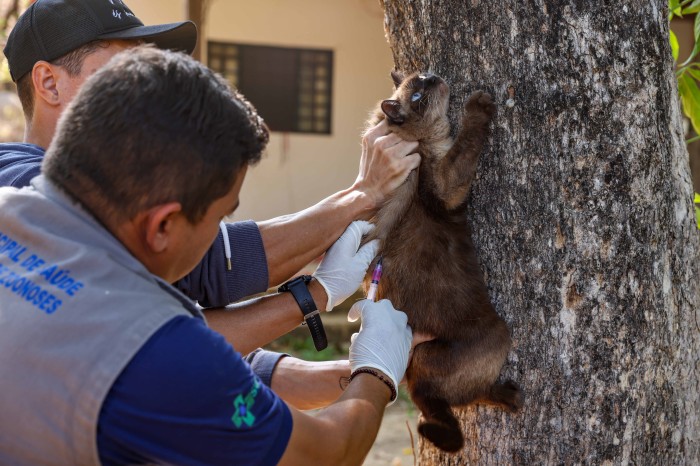 Dia D de vacinação antirrábica acontece neste sábado na Capital