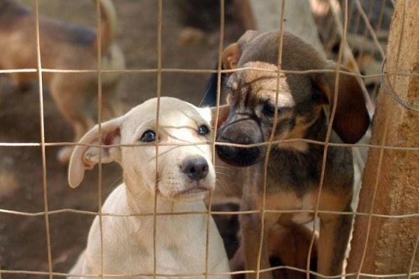 Foto: Reprodução/Câmara de Sorriso - MT