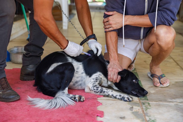 Prefeitura de Palmas amplia locais de vacinação do Dia D antirrábica