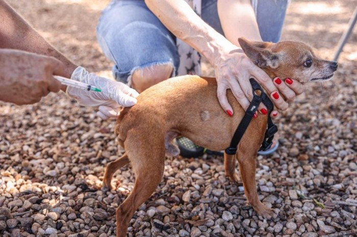 Mais de nove mil pets são imunizados contra raiva em um único dia
