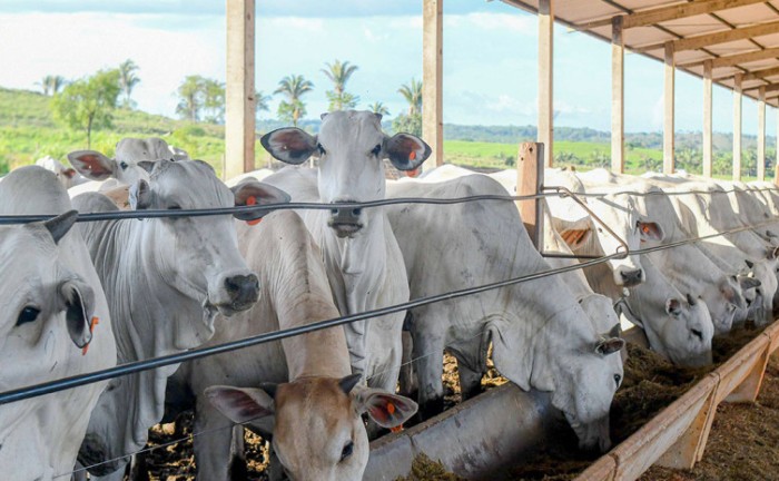 Governo do Tocantins alcança índice de 96,1% de propriedades declaradas com explorações pecuárias