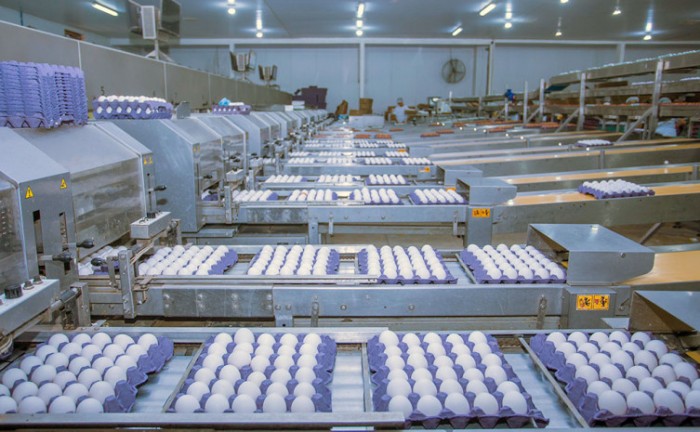 Vice-governador Laurez Moreira visita unidade da maior produtora de ovos no Brasil, instalada em Darcinópolis