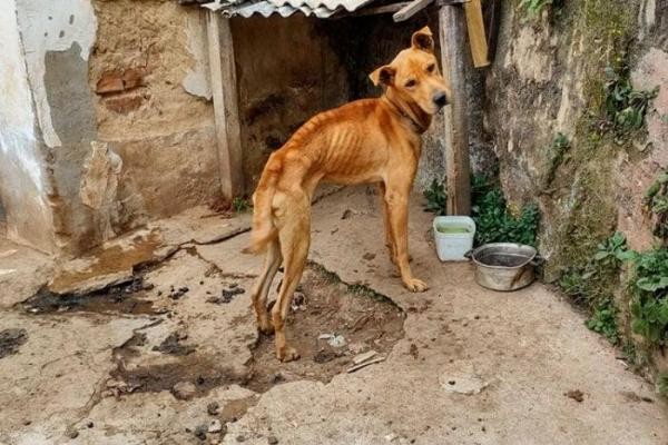 Vereadores destinam R$ 180 mil para associação protetora de animais
