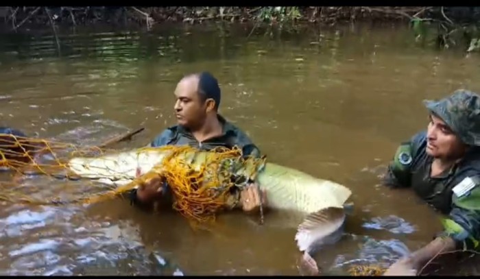 Equipes da Guarda Metropolitana Ambiental resgatam e remanejam pirarucu no Parque Cesamar
