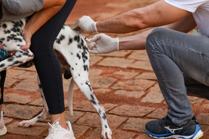 Cerca de 300 cães e gatos são vacinados contra raiva em mobilização noturna