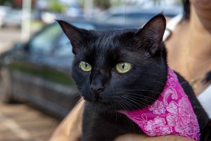 Abandono de animais domésticos é crime, denuncie à GMP