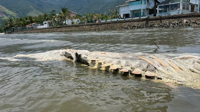 Carcaça de baleia é encontrada na praia da Enseada, em São Sebastião