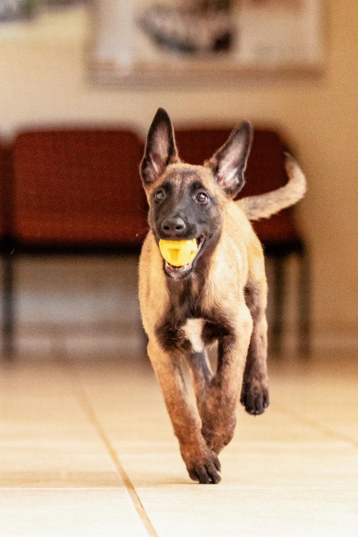 Polícia Civil lança campanha para escolha de nomes de dois pastores-belgas doados à instituição
