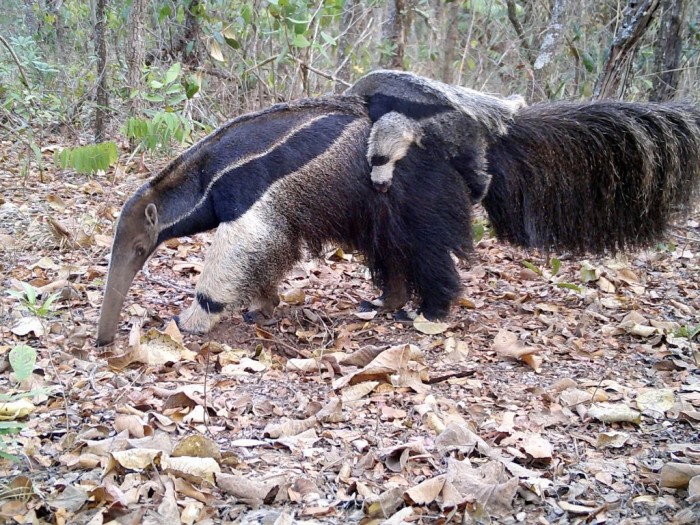 O programa captura imagens valiosas da fauna local