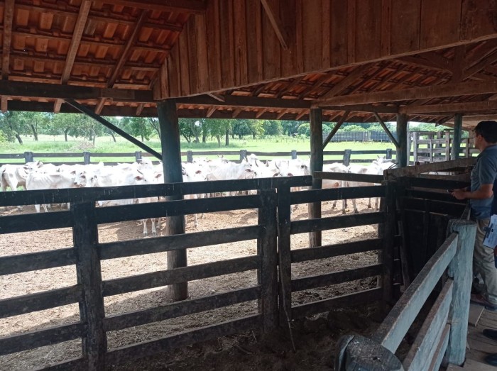 Polícia Civil recupera em Bela Vista, gado roubado no Paraguai