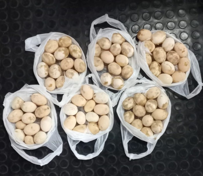 Base Fluvial Arpão 2: Policiais apreendem ovos de tartaruga e quelônios em embarcação