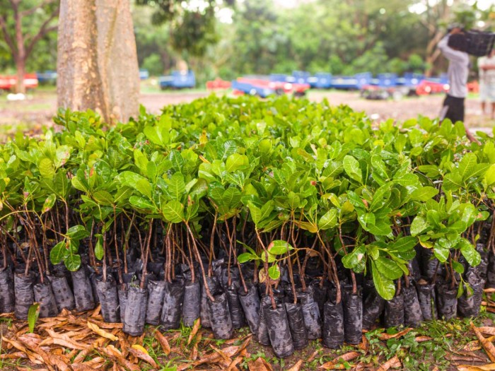 SAF entrega mais de 150 mil mudas de caju no Território do Vale do Rio Guaribas nesta segunda (15)