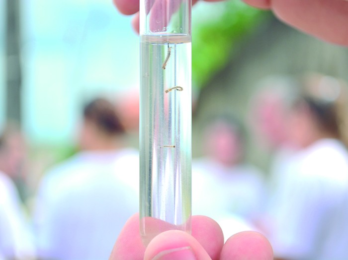 Saúde realiza primeiro LIRAa do ano e aponta médio risco para infestação de Dengue em Bataguassu