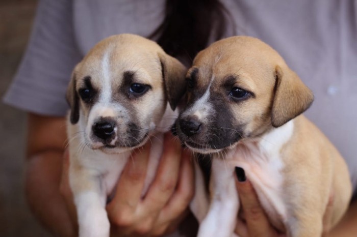 CCZ: Pets disponíveis para adoção responsável
