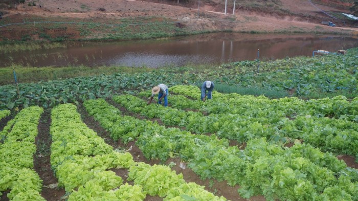 Incaper faz mais de 60% das inscrições no Cadastro da Agricultura Familiar no Espírito Santo