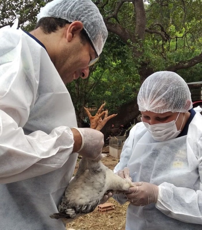 Piauí prorroga estado de emergência zoossanitária como forma de prevenção contra Influenza Aviária