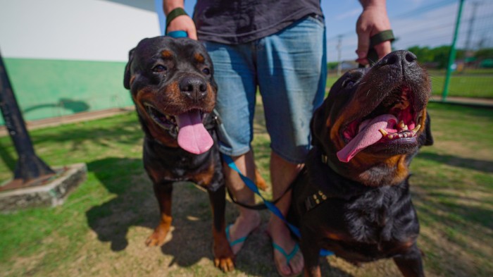Lucas do Rio Verde estuda microchipagem gratuita de cães e gatos