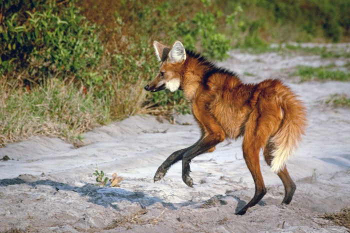 Meio ambiente: lobos-guará são monitorados e recebem tratamento em áreas protegidas
