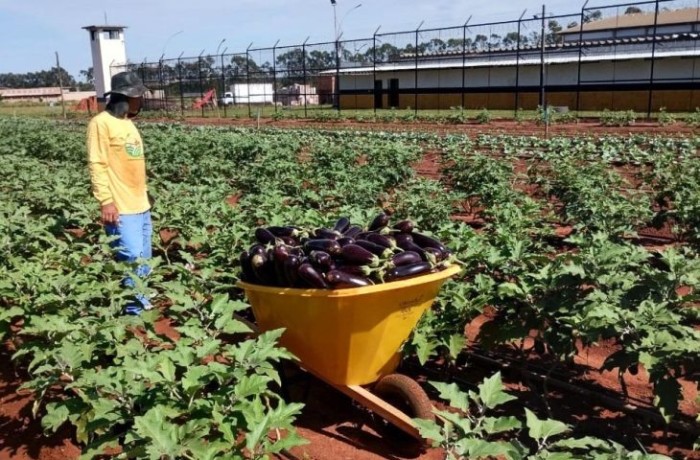 Foto: Reprodução/Secom Mato Grosso do Sul