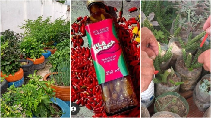 Seap expõe no 37 º Salão de Artesanato Paraibano o Programa Hortas para a Liberdade, das unidades prisionais de Sapé e Remígio