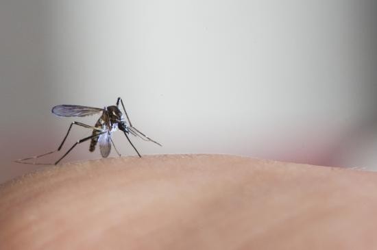 Consideradas doenças tropicais negligenciadas pela OMS, chikungunya e zika são arboviroses transmitidas por mosquitos do gênero Aedes