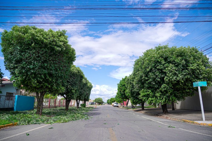 Prefeitura inicia cronograma anual de poda de árvores em Lucas do Rio Verde