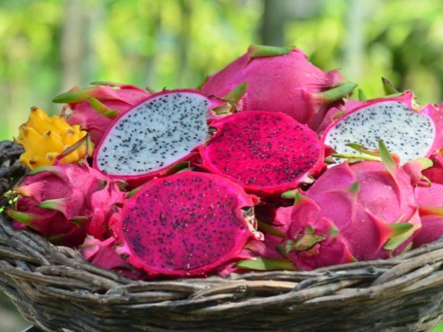 Simpósio brasileiro e encontro latinoamericano sobre pitaias em Criciúma estão com inscrições abertas