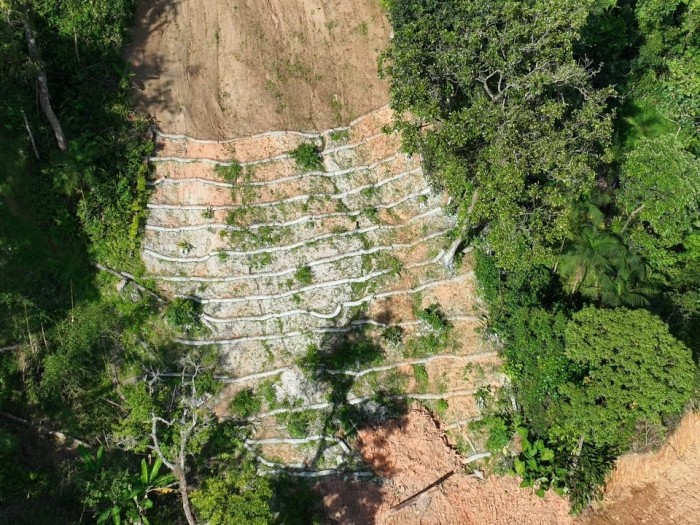 A nova vegetação fixa a camada superficial do solo