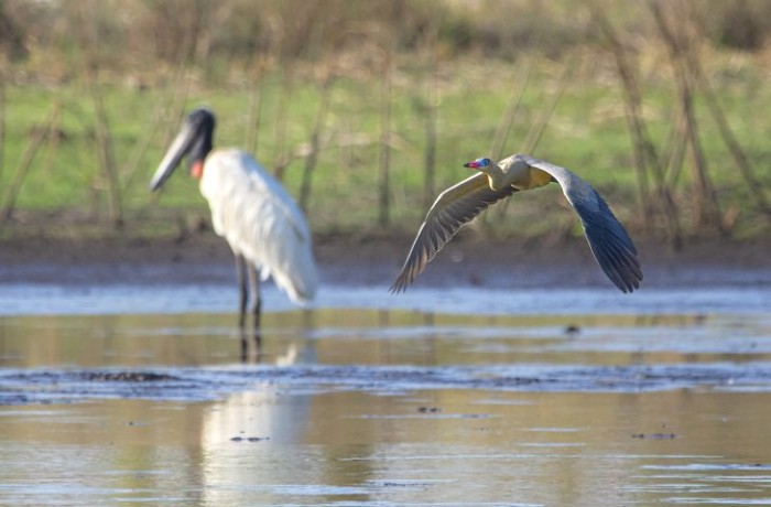 Fundtur lança Manual de Aviturismo com recomendações para implantação nas RPPN’s de MS