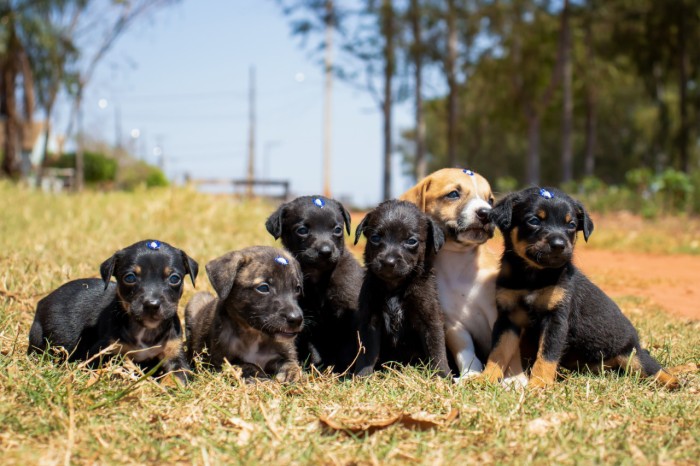 Governo convida organizações da sociedade civil para o Conselho de Direitos Animais