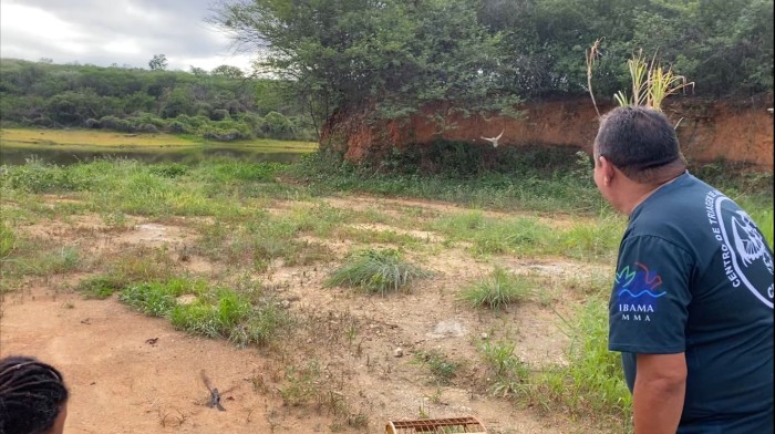 Animais silvestres são soltos no sul do estado em parceria da Semace e Ibama