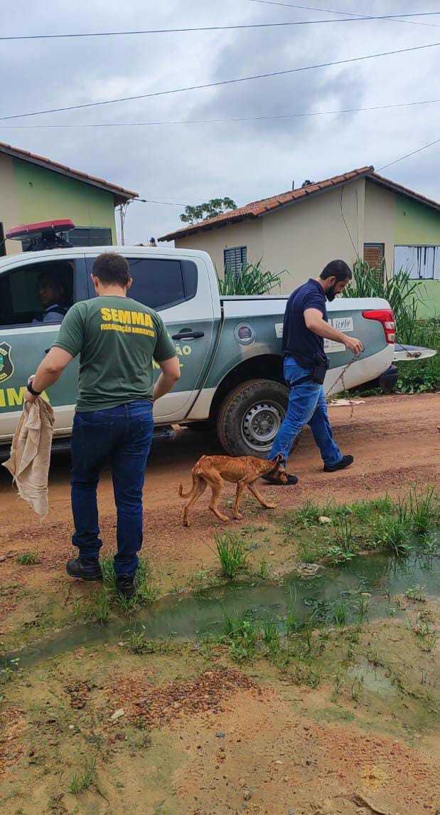 Maus-tratos: Cachorro é resgatado pela Semma e Polícia Civil, no Residencial Magalhães