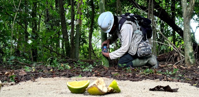 Monitoramento ambiental identifica presença do gato-do-mato durante obras da nova Estação de Tratamento de Esgotos de Potecas