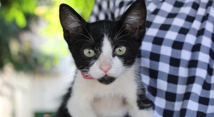 CCZ: Agendamento para castração de cães e gatos será nos dias 22 e 23 de fevereiro