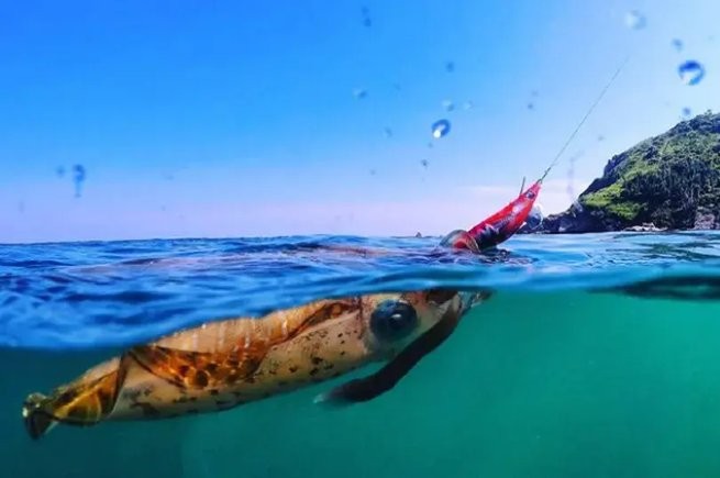 Foto: Reprodução/Prefeitura de São Sebastião - SP