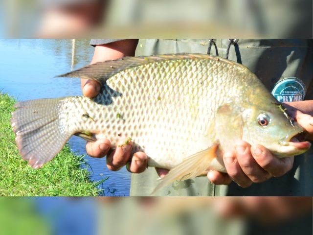 Programa de melhoramento genético da Epagri usa alta tecnologia para desenvolver tilápias adaptadas ao clima de SC