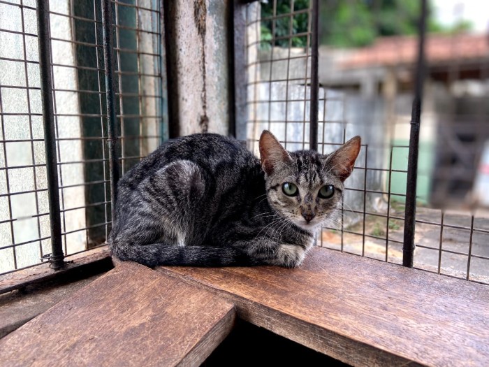 CCZ: No Dia do Gato, saiba como adotar um felino para levar mais alegria e amor à sua vida