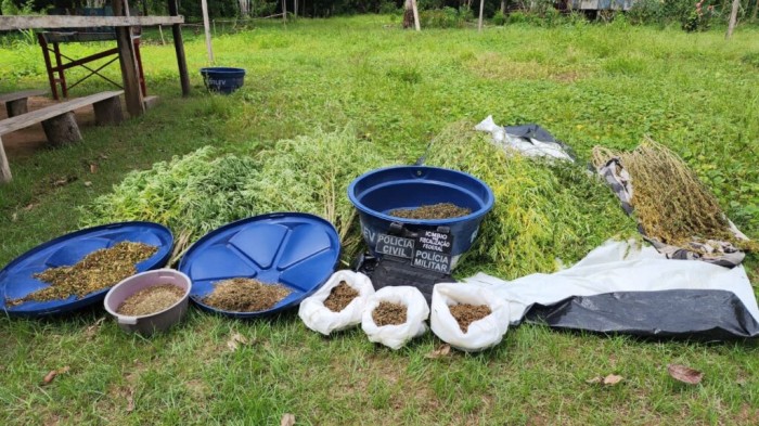 Operação Brycon: Trio é preso e plantação de maconha avaliada em cerca de R$ 300 mil é apreendida em Pauini