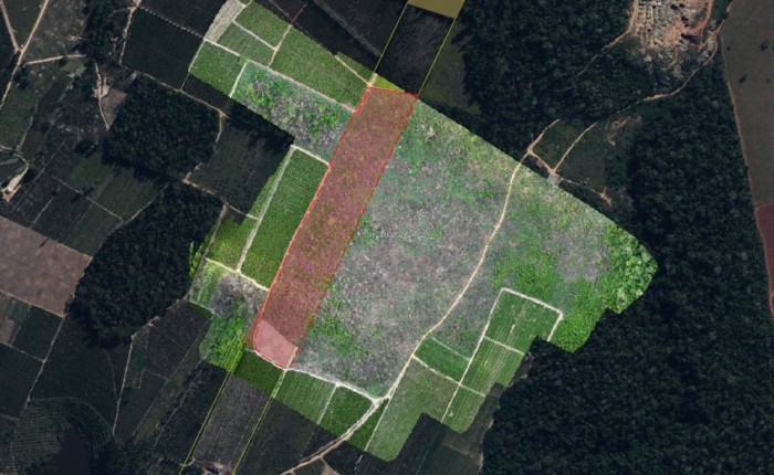 BPMA FLAGRA DESMATAMENTO DE 6,14 HECTARE DE VEGETAÇÃO EM ESTÁGIO AVANÇADO DE REGENERAÇÃO