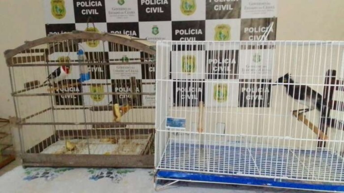 Foto: Reprodução/Secom Ceará