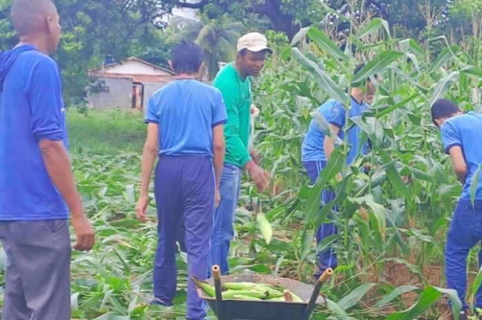 Projeto Germinar inicia colheita de milho nas escolas municipais