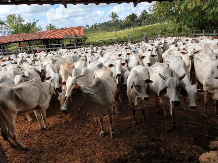 Zona livre de febre aftosa: Maranhão realiza última campanha de vacinação em abril